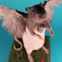 Mythical Beasts - A Rogue Taxidermy Workshop at Horsley House