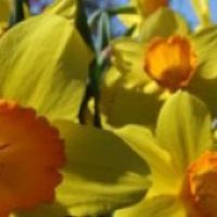 Mother's Day at Westcliff Hotel